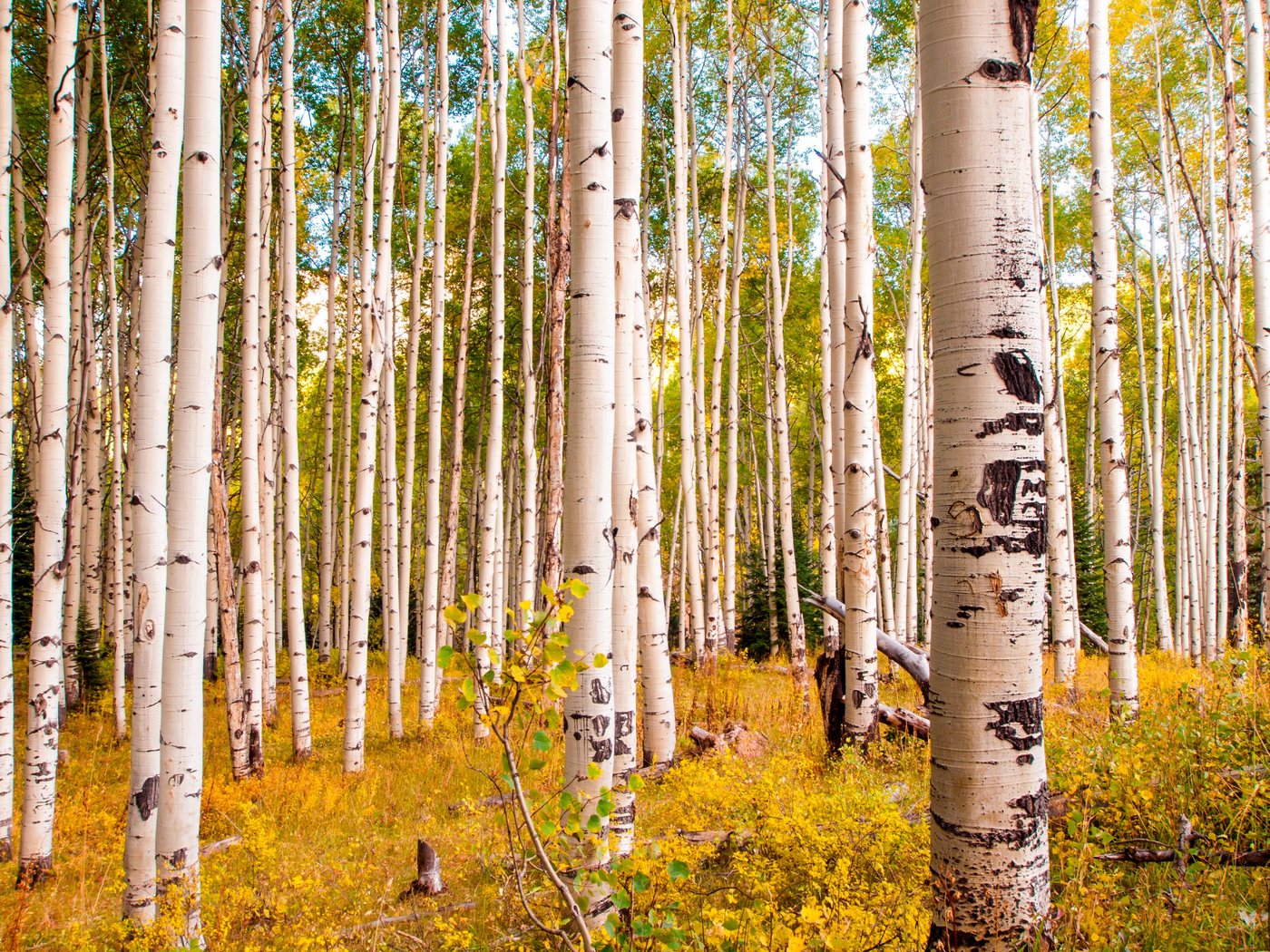 Papermoon Fototapete »Birches in Colorado Rocky Mountains«, glatt-HomeTrends