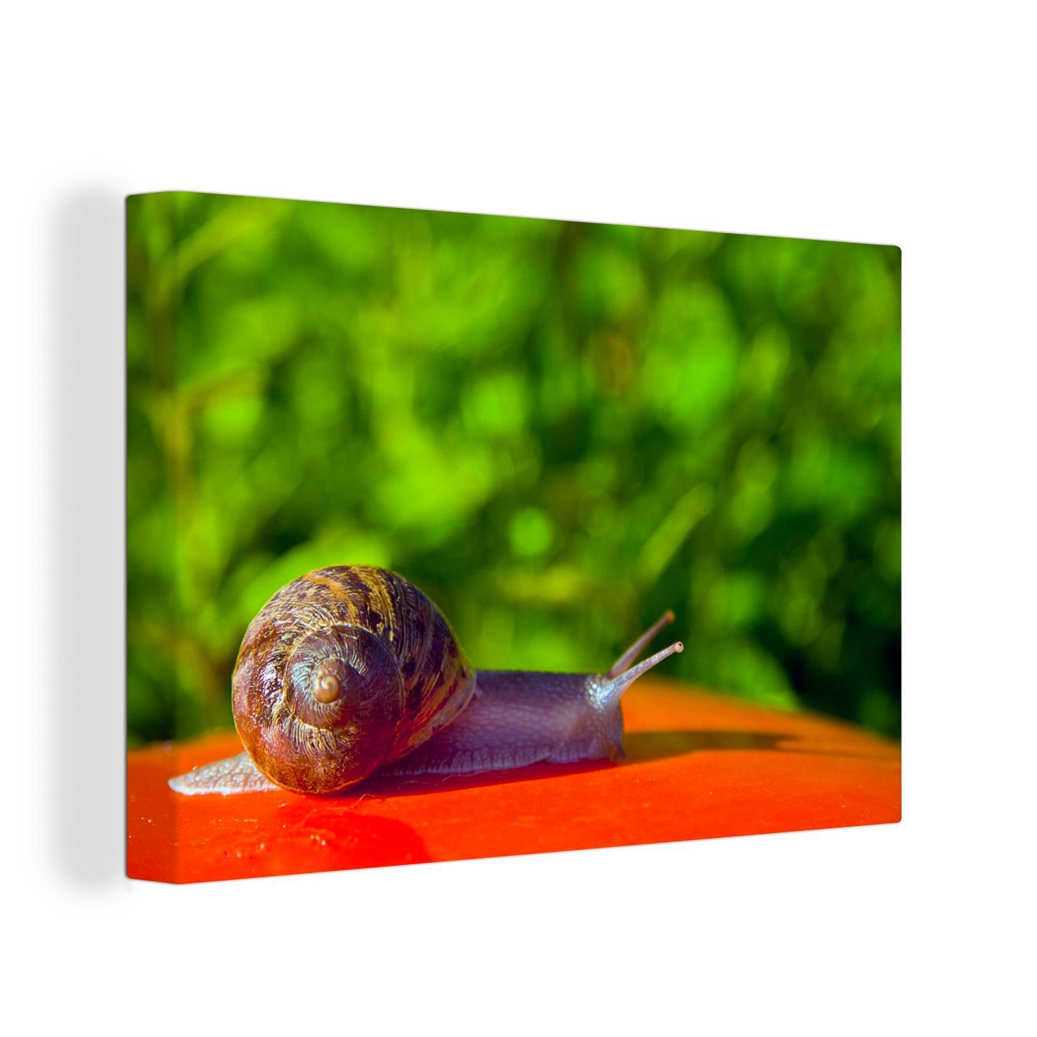 OneMillionCanvasses® Leinwandbild Schnecke auf rotem Hintergrund, (1 St), Wandbild Leinwandbilder, Aufhängefertig, Wanddeko, 30x20 cm