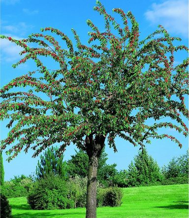 Obstbaum »Apfel Gravenstein«, 150 cm online kaufen OTTO