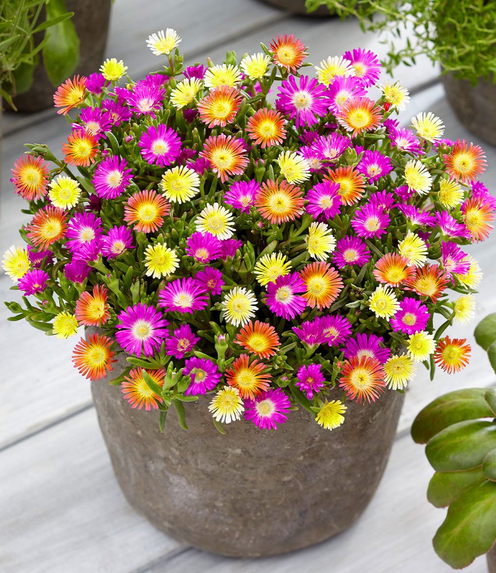 BALDUR Garten Bodendecker Winterharte Eisblumen 'Summer Mix', 3 St., Sternjasmin, reichblühend, winterhart, mehrjährig, pflegeleicht