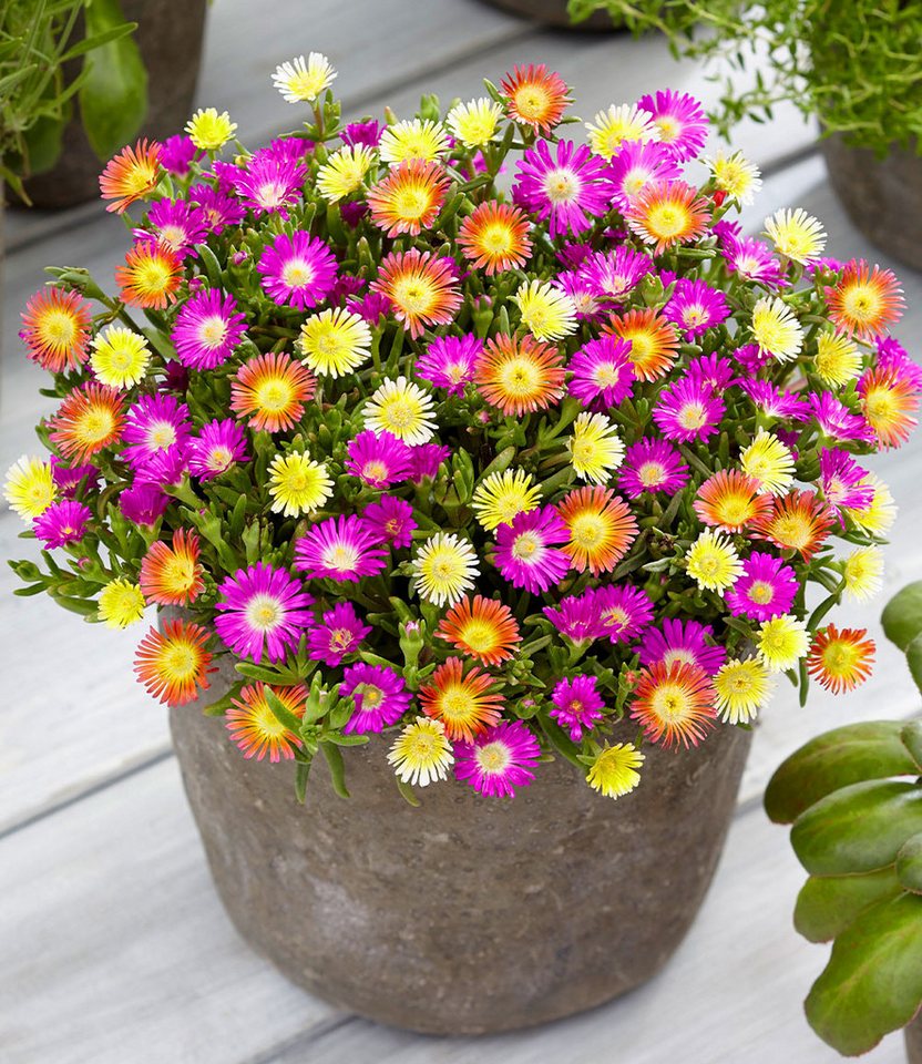 BALDUR Garten Bodendecker Winterharte Eisblumen 'Summer Mix', 6 St., Mittagsblume, reichblühend,winterhart, mehrjährig, pflegeleicht