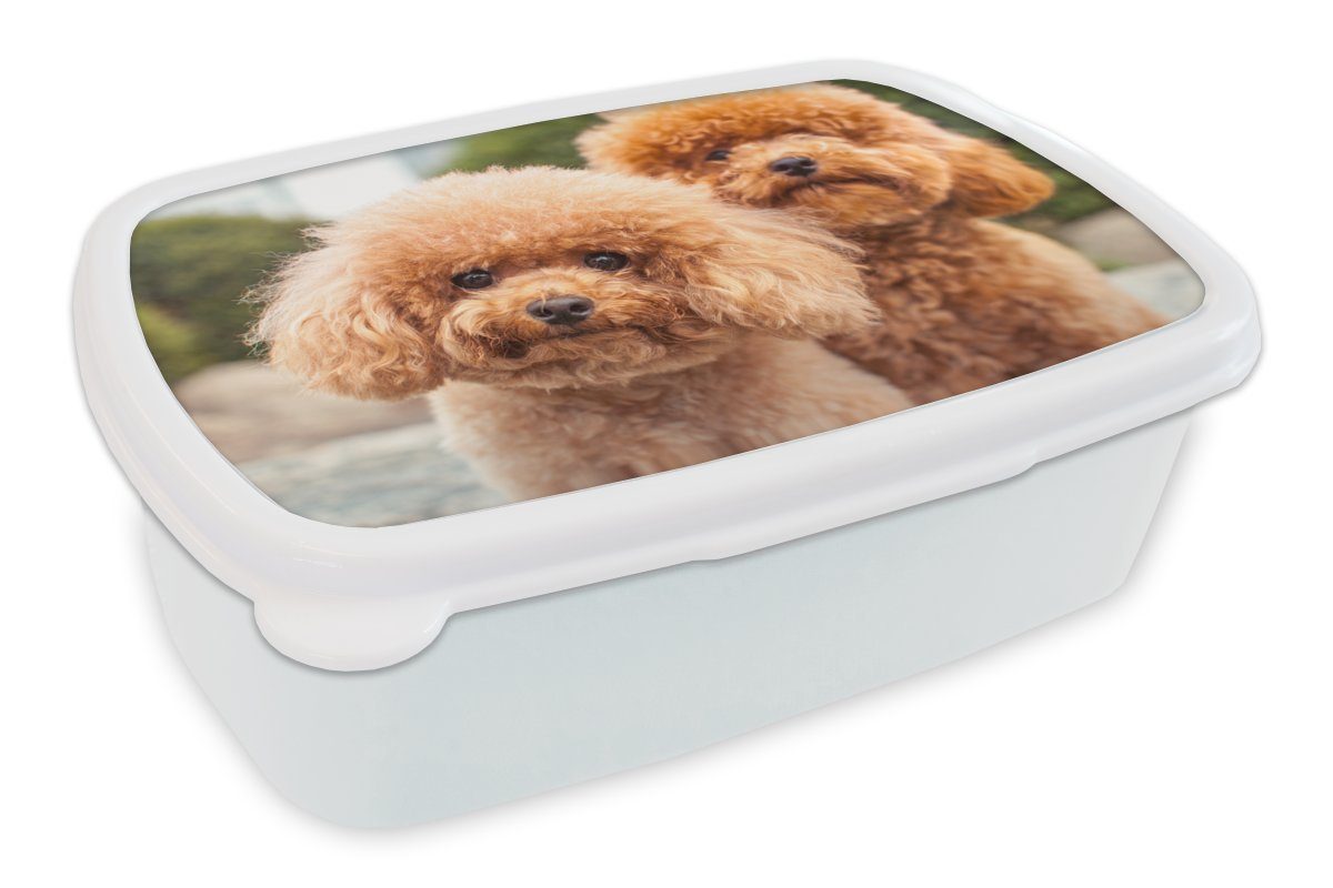 MuchoWow Lunchbox Eine Nahaufnahme der braunen Welpen, Kunststoff, (2-tlg), Brotbox für Kinder und Erwachsene, Brotdose, für Jungs und Mädchen weiß