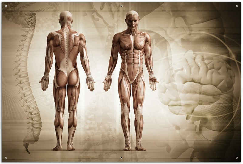 Wallario Sichtschutzzaunmatten Anatomie Mensch II
