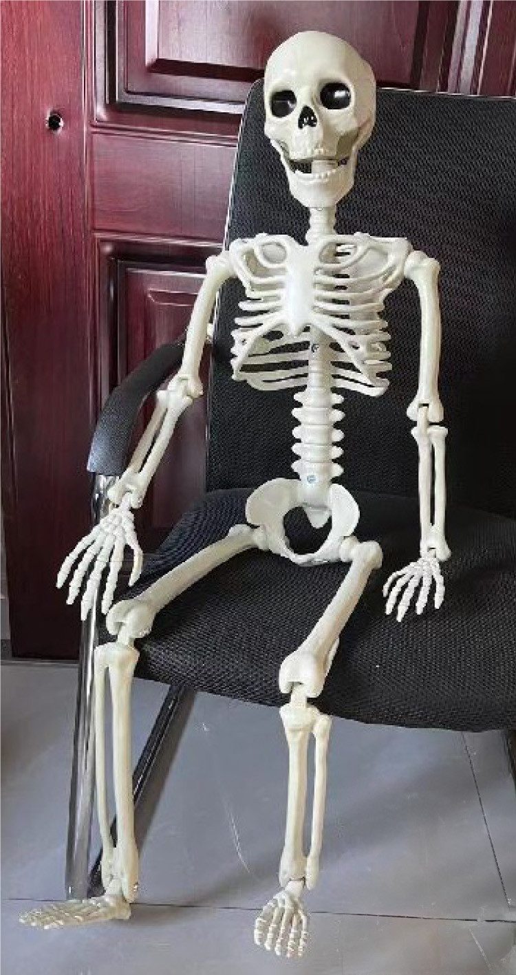 Orlob Dekofigur XXL Deko Skelett Mensch 100 cm Beweglicher Kopf, Beine, Hän günstig online kaufen