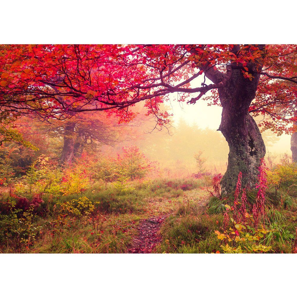 liwwing Herbst Wald no. Wald Natur 258, Bäume liwwing Sonne Fototapete Fototapete