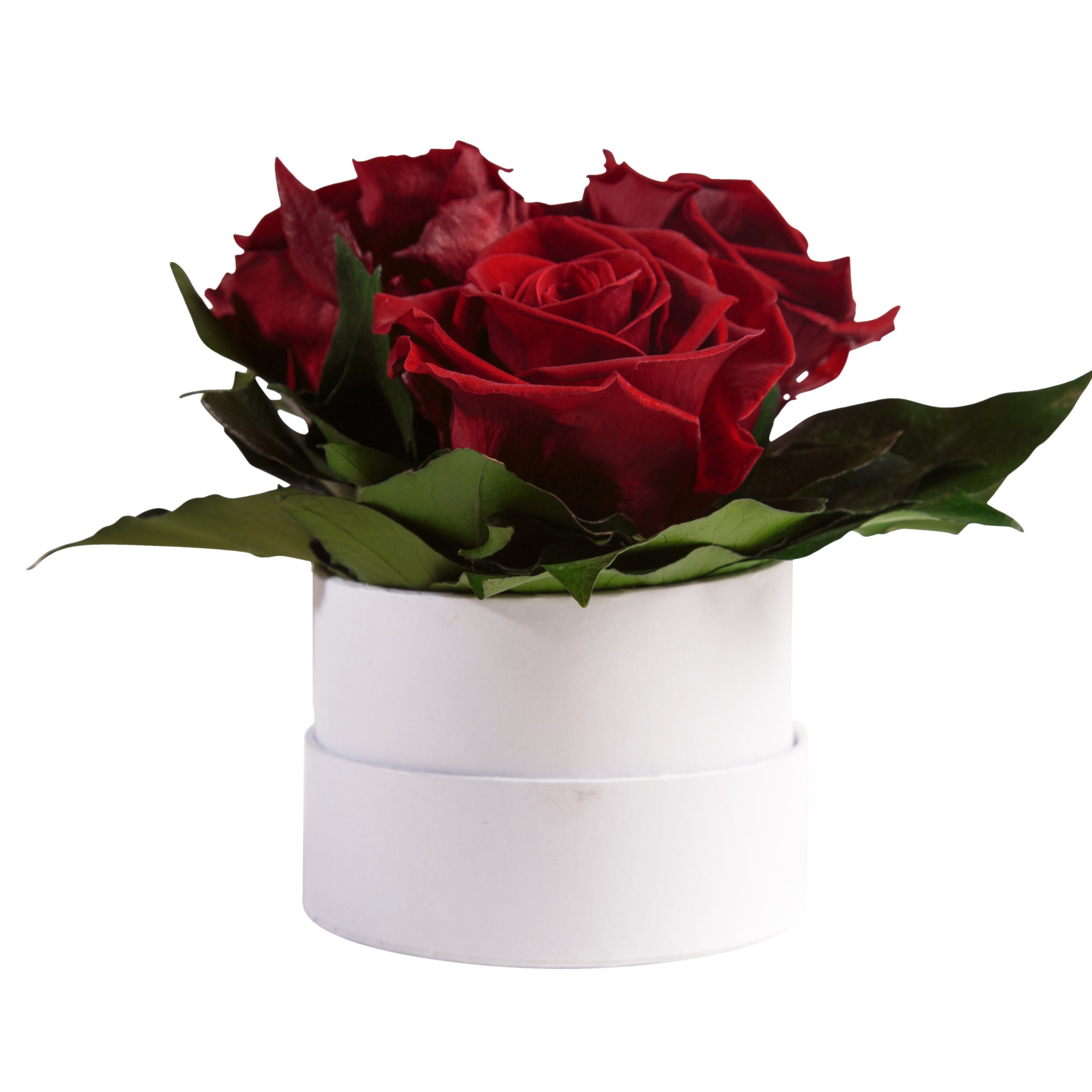 Kunstblume Infinity Rosenbox weiß rund 3 echte Rosen konserviert Rose, ROSEMARIE SCHULZ Heidelberg, Höhe 10 cm, Geschenk für Sie Rosen Dunkelrot