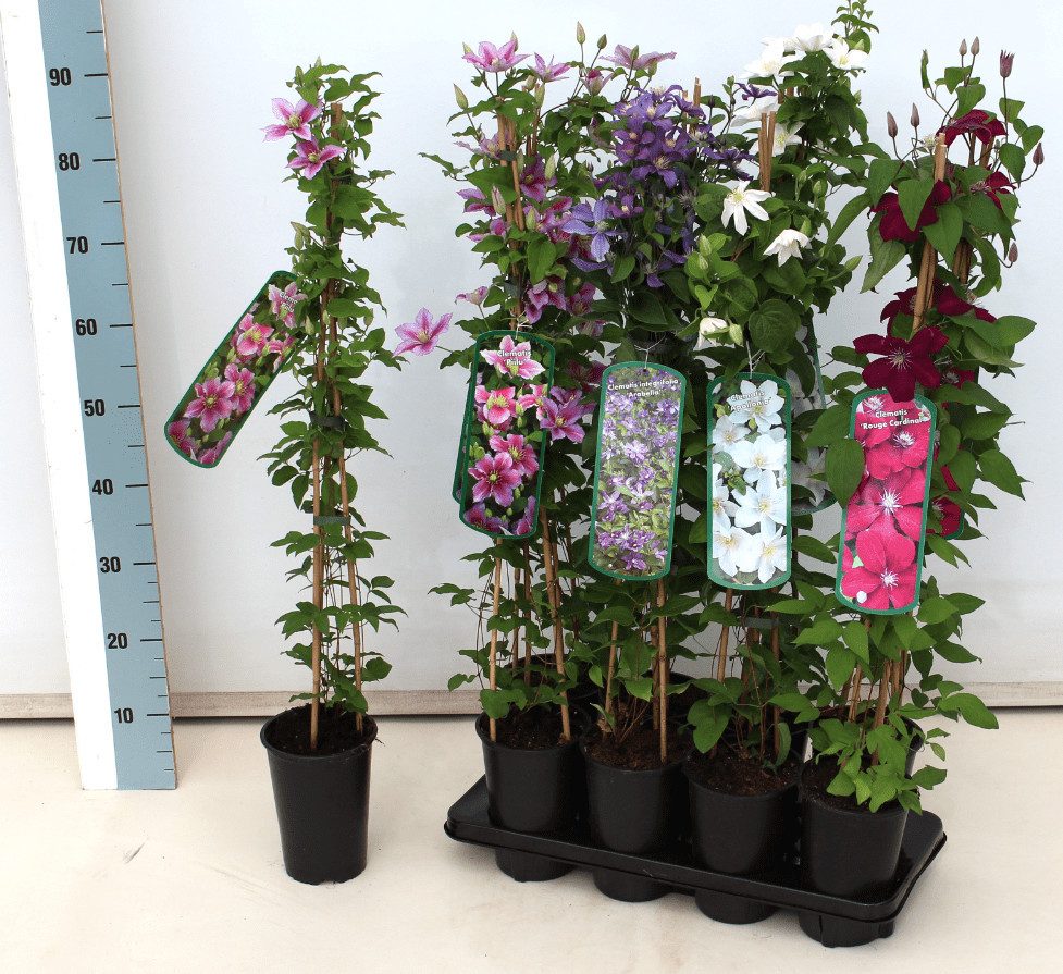 Pflanzen für Dich Kletterpflanze Clematis Hybride Blekitny Aniol, 1 St., Waldrebe, Clematis, blauviolett, langblühend