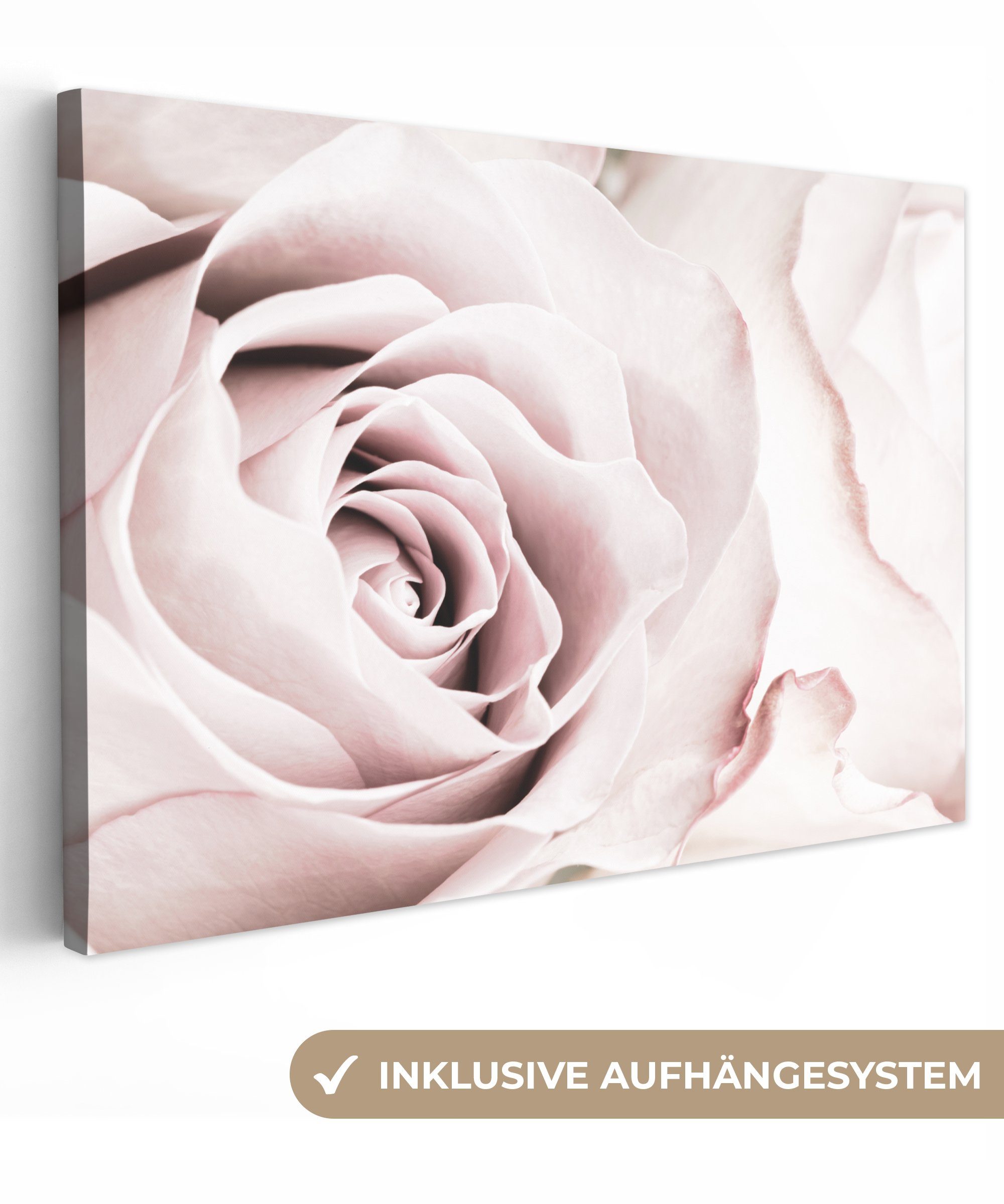 - Botanisch, Rose St), cm Leinwandbilder, (1 Leinwandbild 30x20 Rosa OneMillionCanvasses® Aufhängefertig, Blumen - Wanddeko, - Wandbild