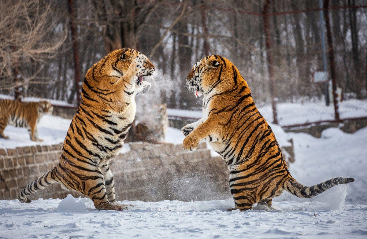 Papermoon Fototapete Kampf gegen Sibirische Tiger
