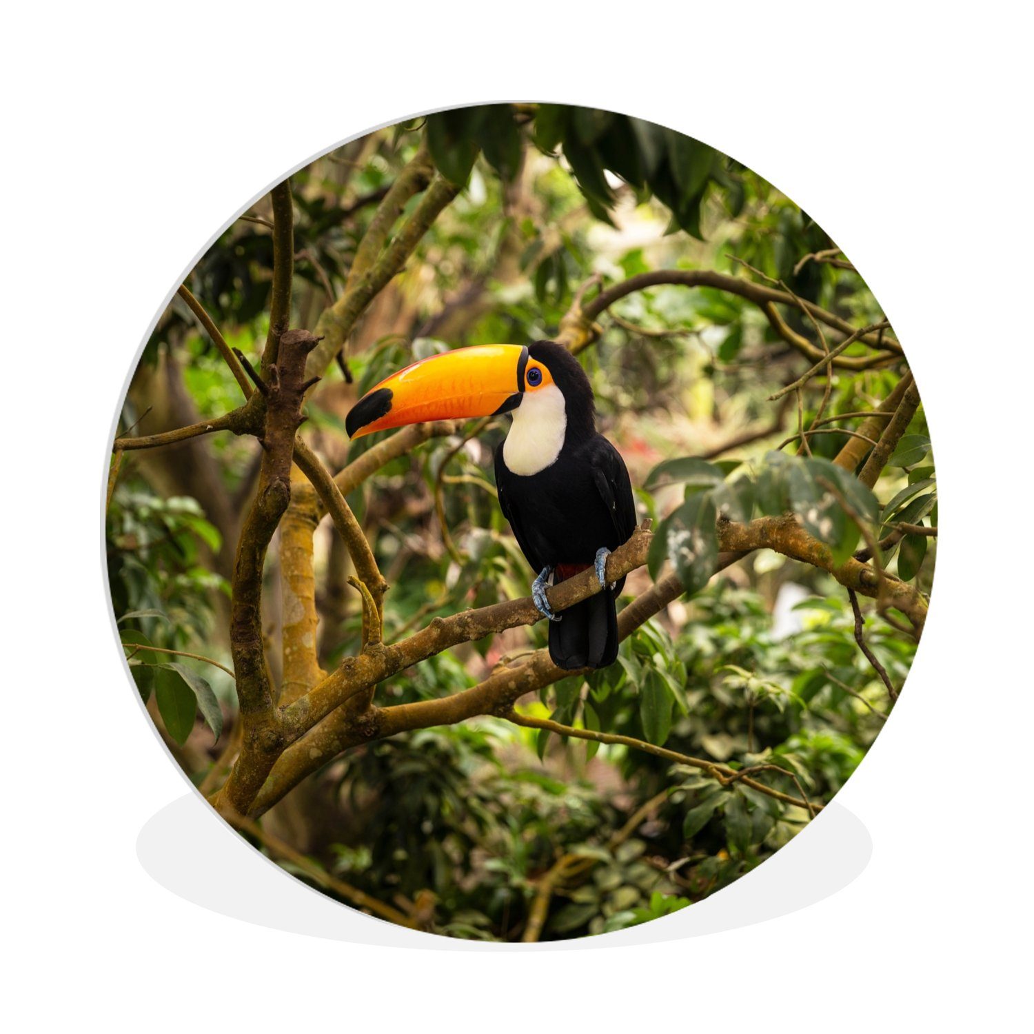 MuchoWow Gemälde Vogel - Tukan - Dschungel - Natur - Tropisch, Fotodruck (1 St), Kreis Wanddekoration, Rundes Wandbild, 30x30 cm