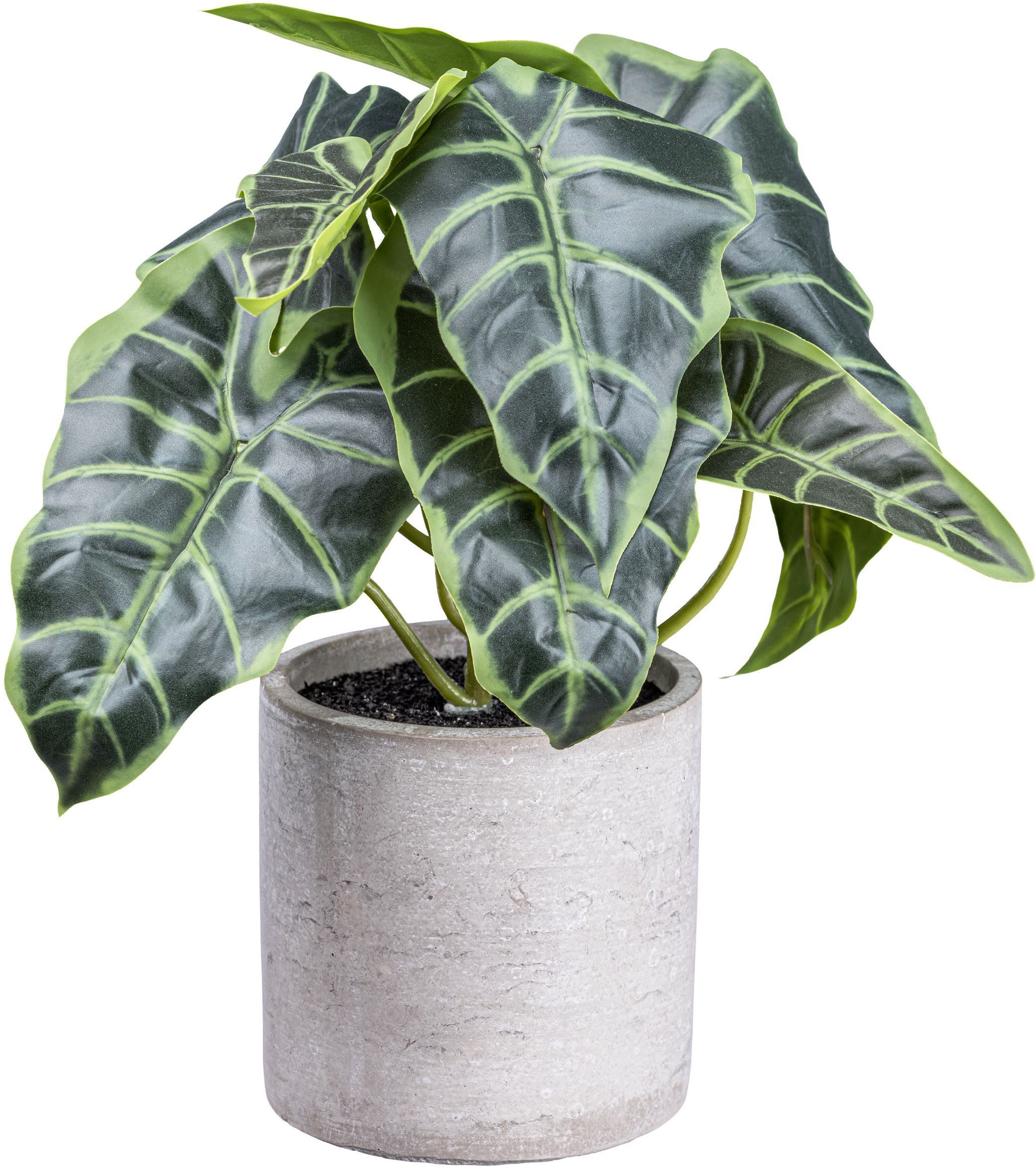 Künstliche Zimmerpflanze Anthurium Grünpflanze, Creativ green, Höhe 22
