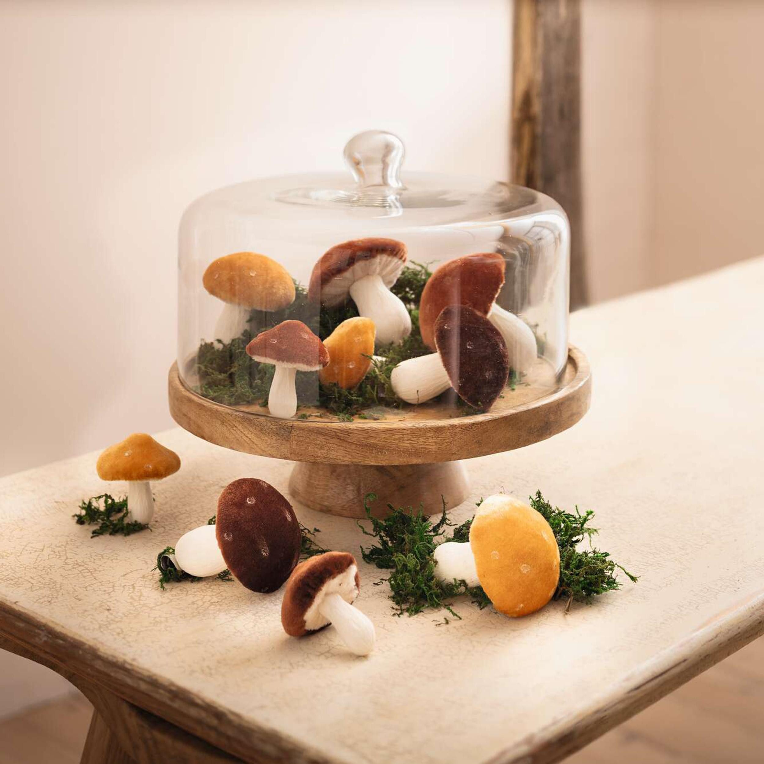 Servierplatte Servierplatte Mango Holz Haube Glas – Käseglocke, Servierbrett