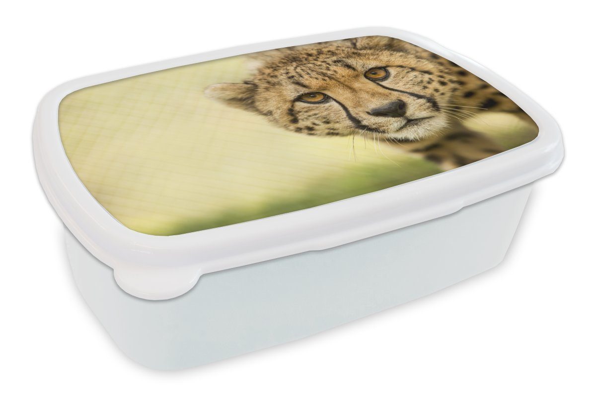 MuchoWow Lunchbox Leopard - Gepard - Tier, Kunststoff, (2-tlg), Brotbox für Kinder und Erwachsene, Brotdose, für Jungs und Mädchen weiß