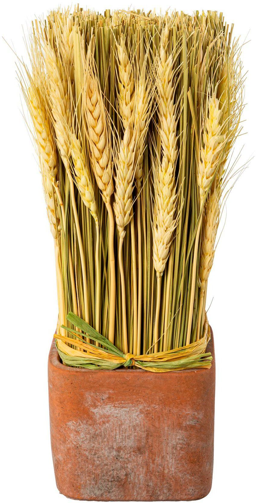 Trockenblume Сухі квіти imTopf, Creativ home, Höhe 30 cm
