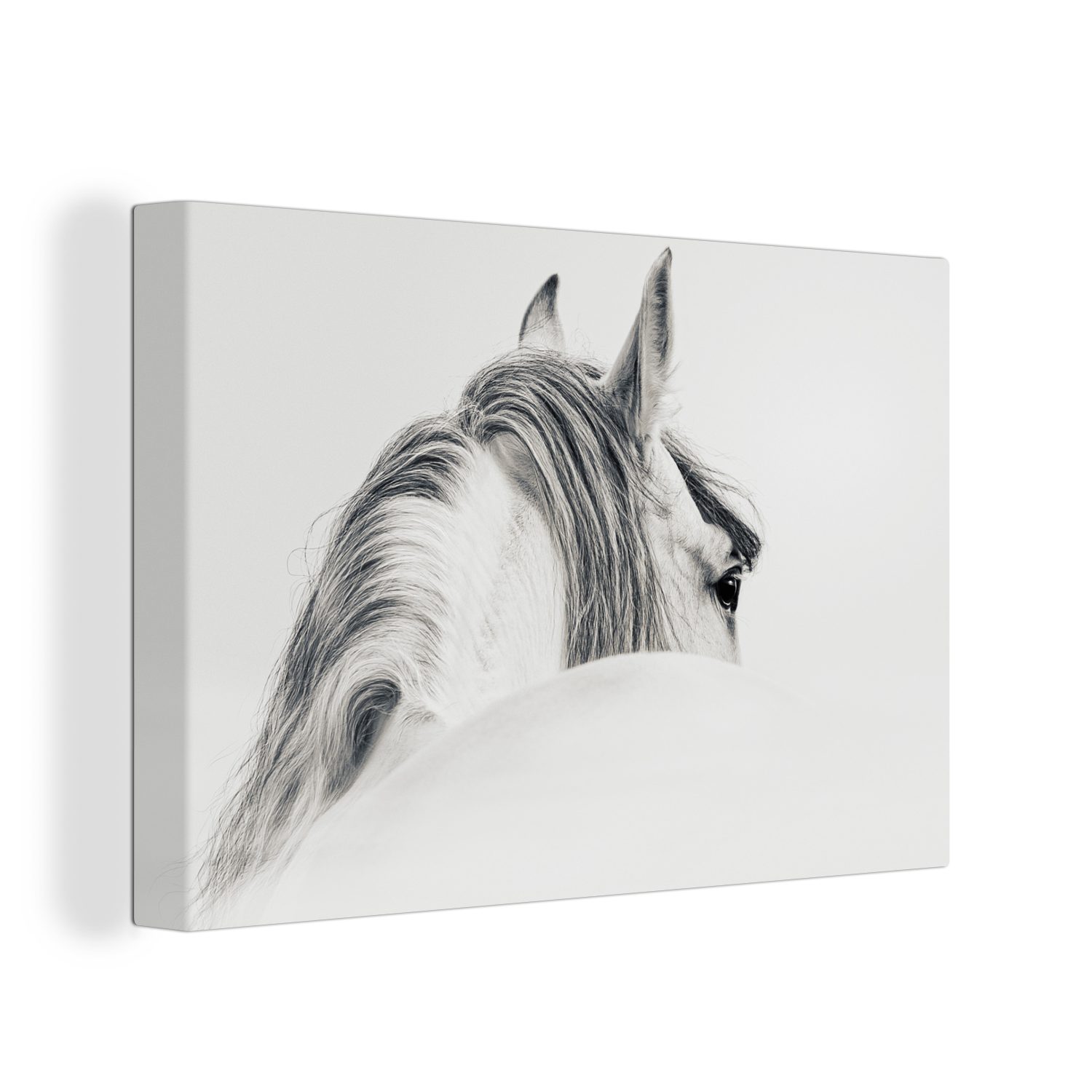 OneMillionCanvasses® Leinwandbild Pferd - Weiß - Tier, (1 St), Wandbild Leinwandbilder, Aufhängefertig, Wanddeko, 30x20 cm