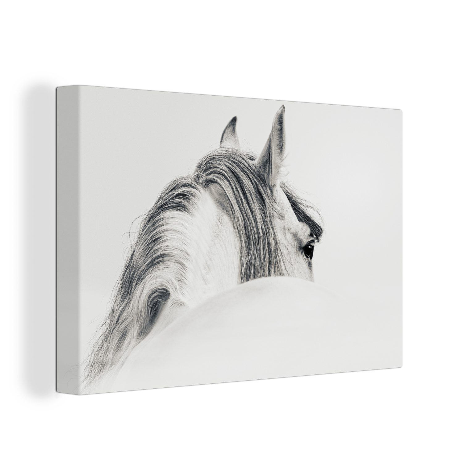 OneMillionCanvasses® Leinwandbild Pferd - Weiß - günstig online kaufen