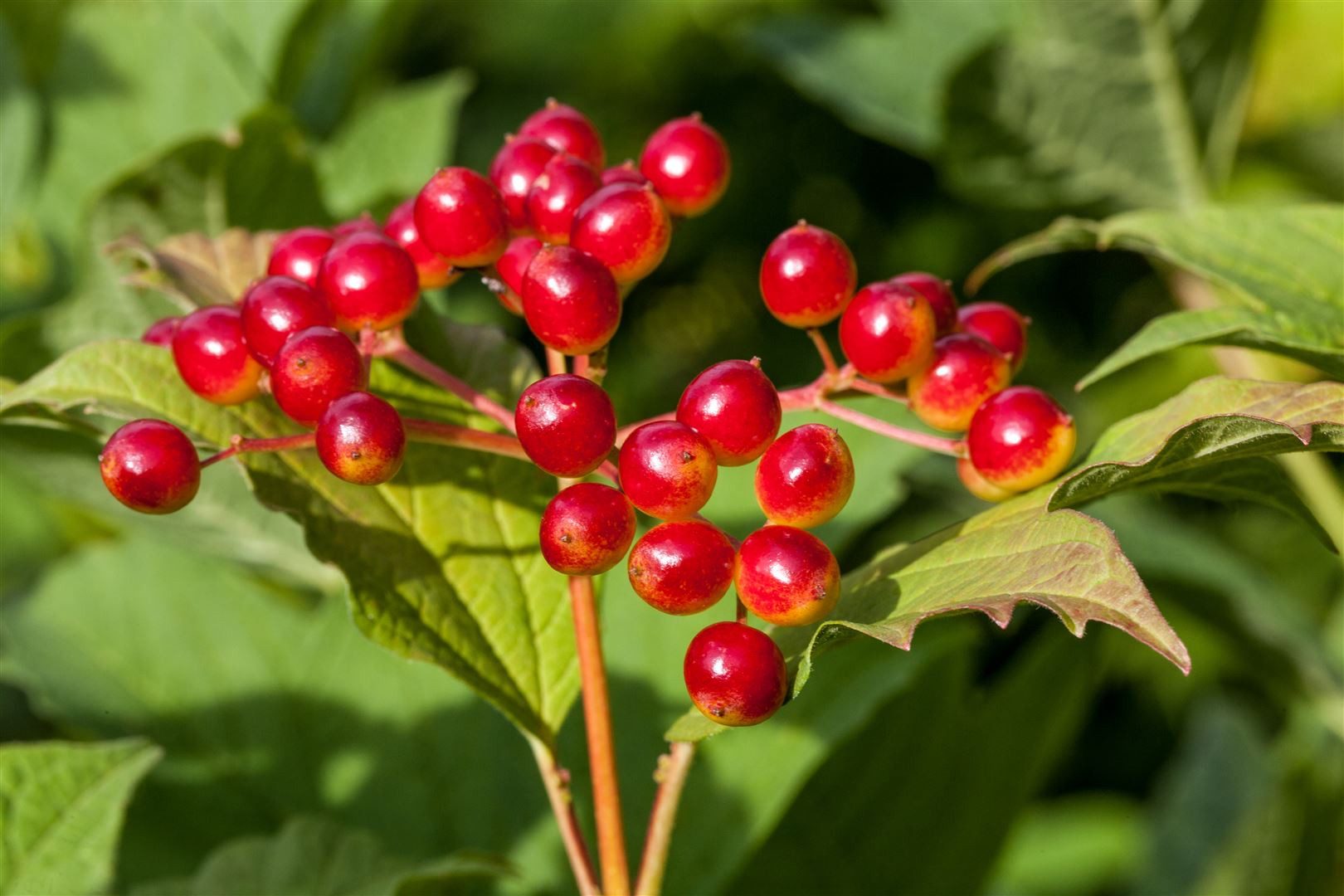 Pflanzen für Dich Gehölze Viburnum opulus, 1 St., Gewöhnlicher Schneeball, Wasser-Schneeball, Gemeiner Schneeball