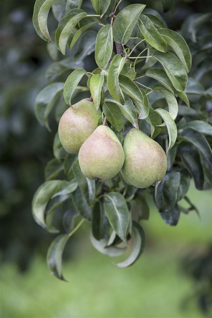 Pflanzen für Dich Obstpflanze Pyrus communis, 1 St., Birnbaum, Kulturbirne, essbar, weißblühend