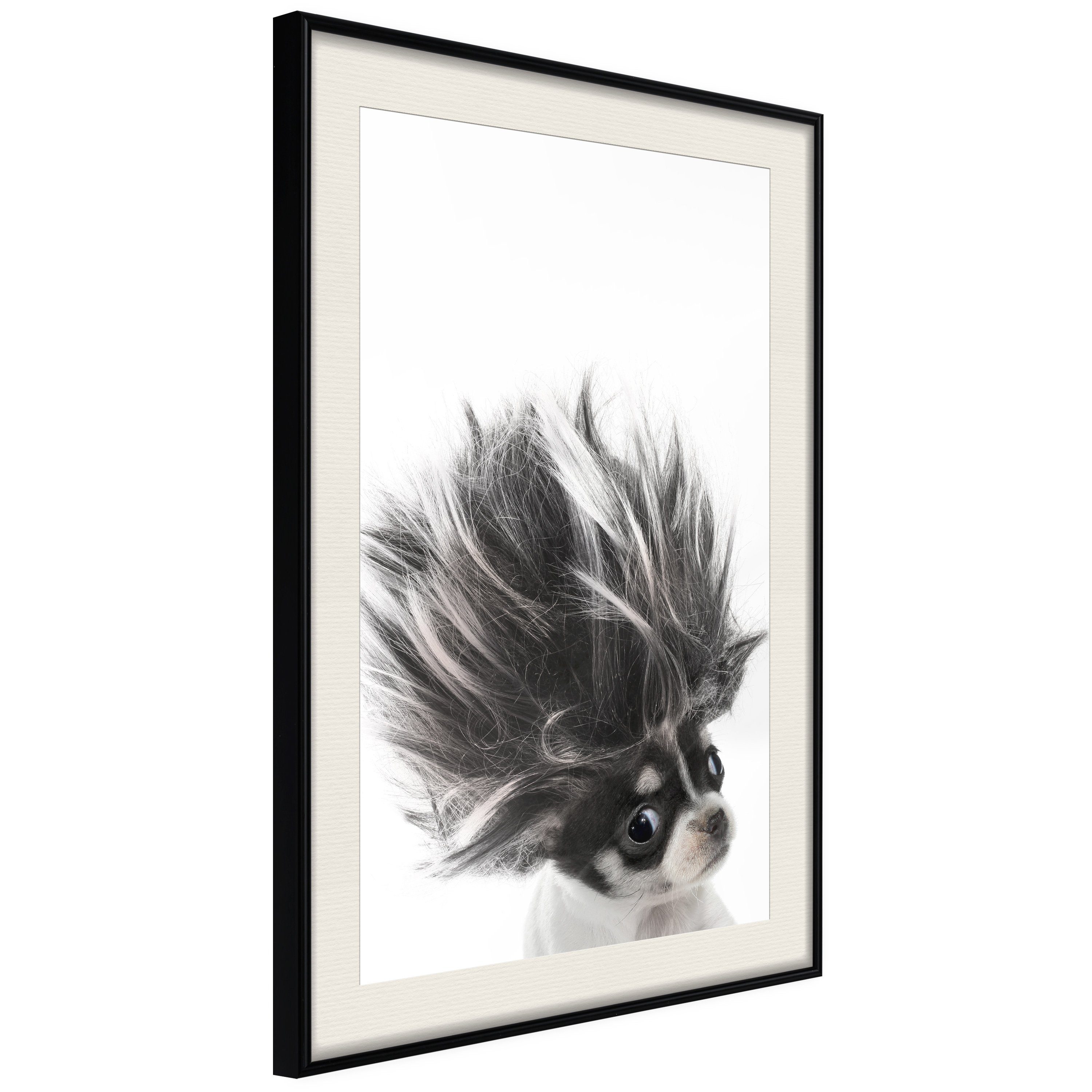 Poster Chihuahua