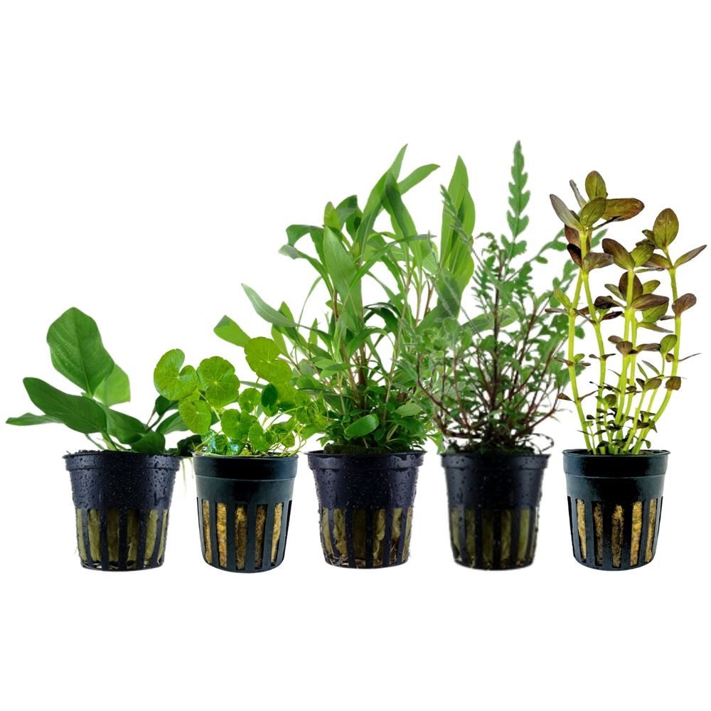 Aquaone Wasserpflanze Pflanzen Set mit 5 Einsteiger Wasserpflanzen Nr.216 günstig online kaufen