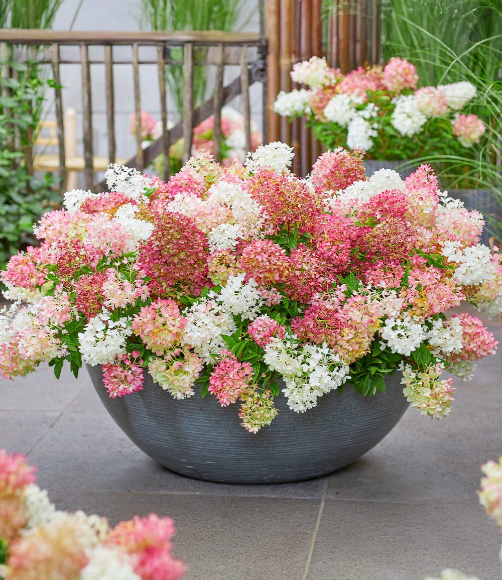 BALDUR Garten Zierstrauch Niedrige Hortensie 'Groundbreaker®', 1 St., Blütenpracht, winterhart, mehrjährig, pflegeleicht