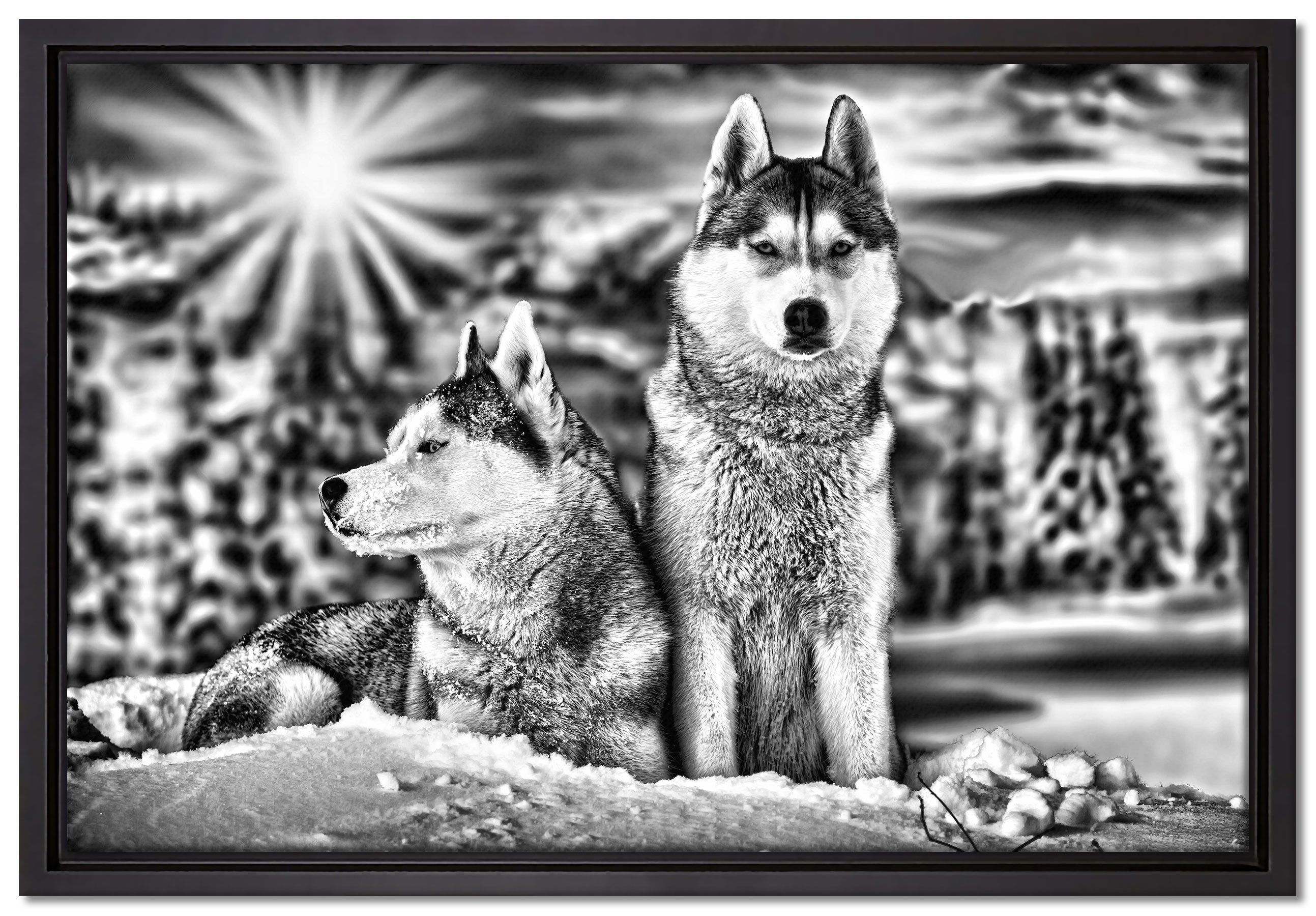 Pixxprint Leinwandbild Zwei wilde Huskies, Wanddekoration (1 St), Leinwandbild fertig bespannt, in einem Schattenfugen-Bilderrahmen gefasst, inkl. Zackenaufhänger