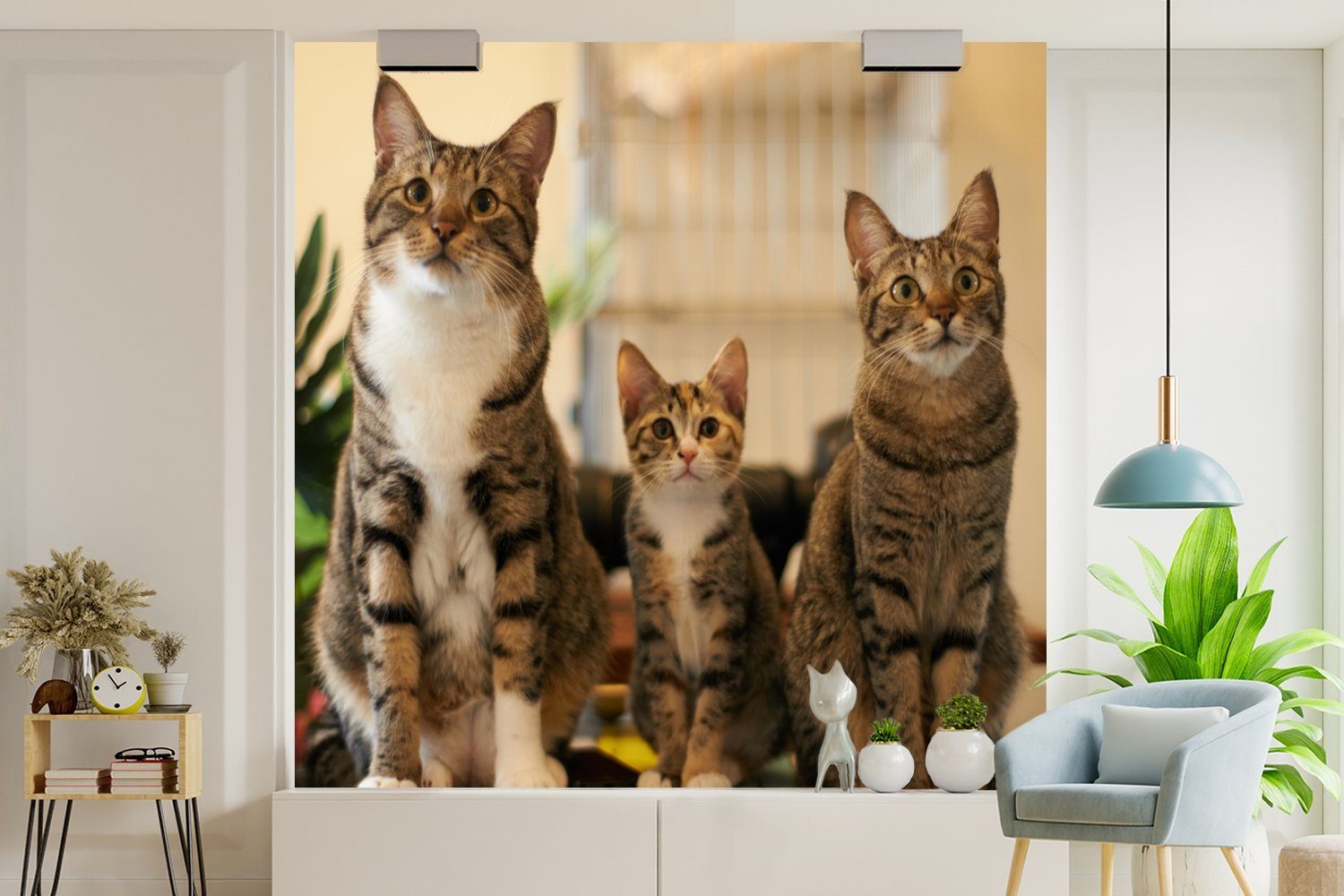 für (5 Matt, St), oder kleinem Tapete Fototapete Vinyl Drei Katzen bedruckt, auf MuchoWow Wohnzimmer Schlafzimmer, Wandtapete Tisch,