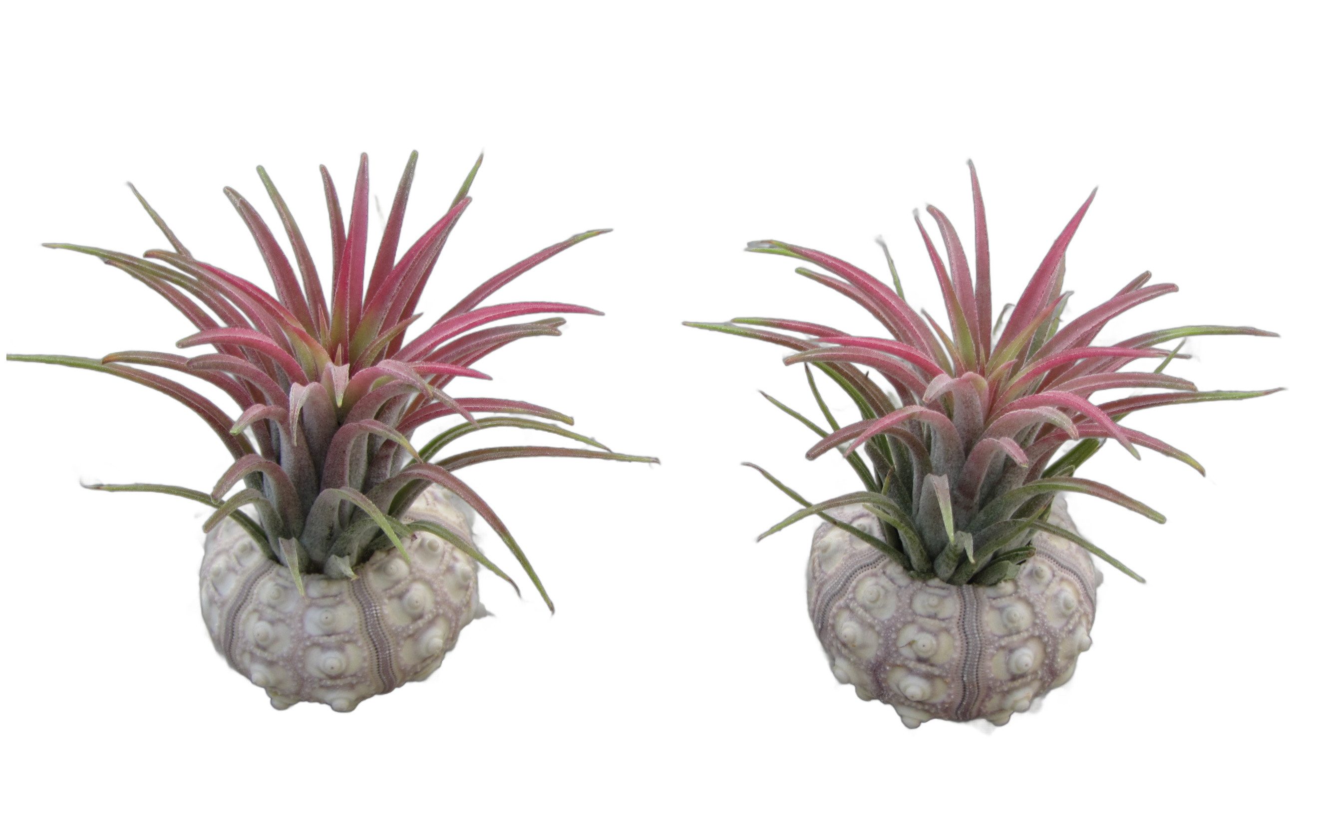 Dekoobjekt Bezaubernde Kombination aus Seeigelgehäuse und Tillandsia 2er Set rosa