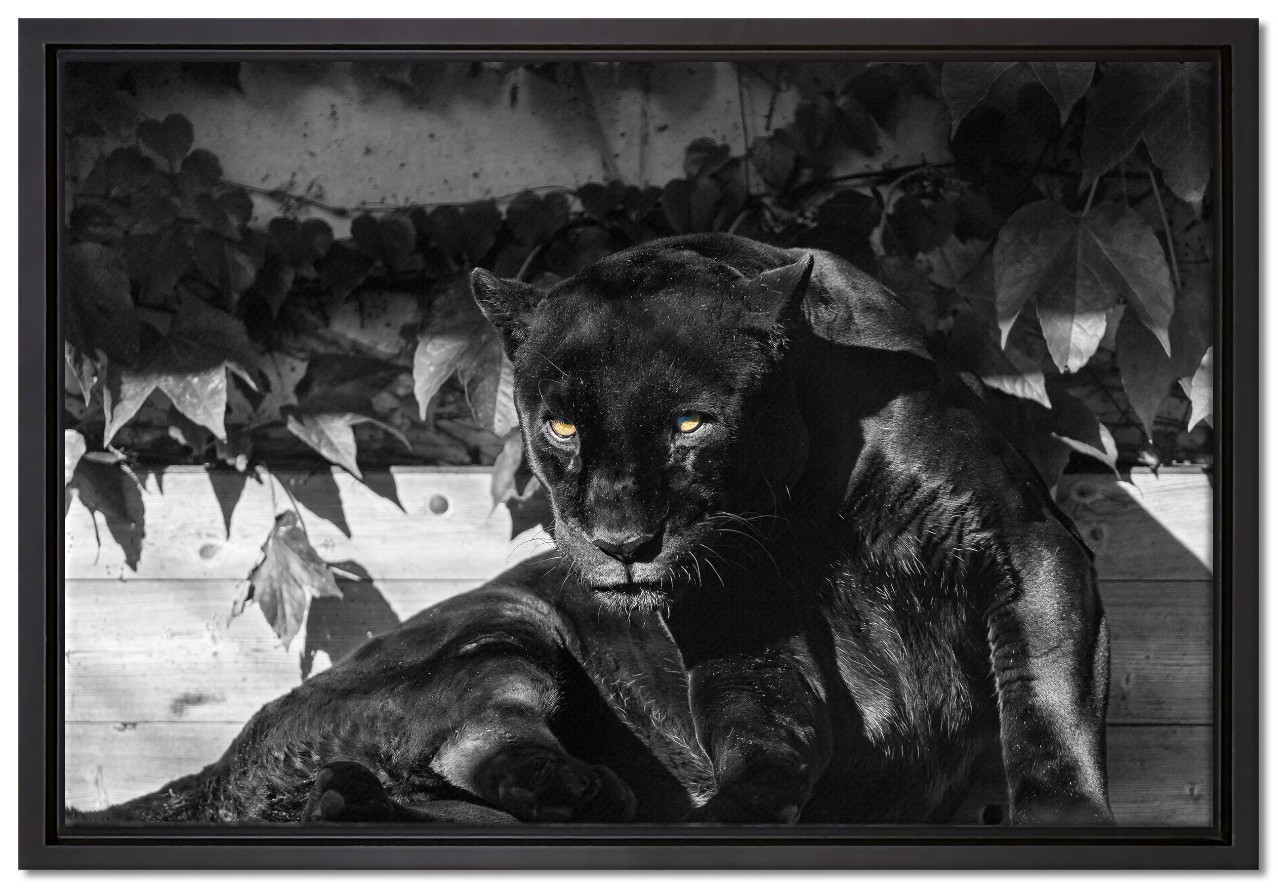 inkl. St), Pixxprint Schattenfugen-Bilderrahmen Leinwandbild schwarzer einem Zackenaufhänger in Panther, bespannt, fertig gefasst, Wanddekoration (1 Leinwandbild
