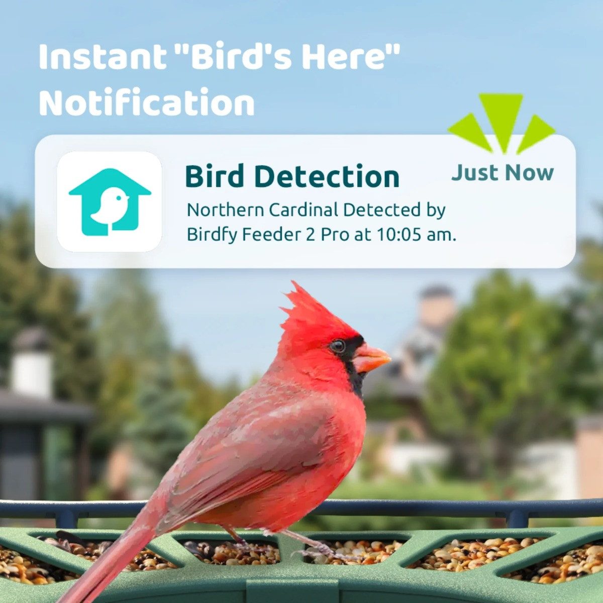 Birdfy Vogelhaus Feeder Pro 2 Lite, zwei Kameras, KI-Erkennung, Solar