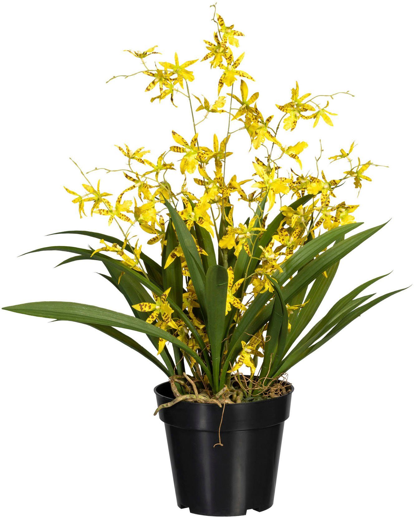 60 gelb Orchidee cm Queen Oncidie, Höhe Oncidie green, Creativ Dancing Kunstorchidee