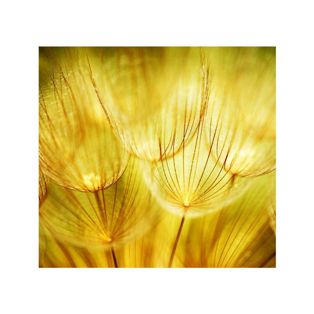 Fototapete Pusteblume liwwing liwwing 73, Ocker beige Löwenzahn gelb no. Fototapete Pflanzen