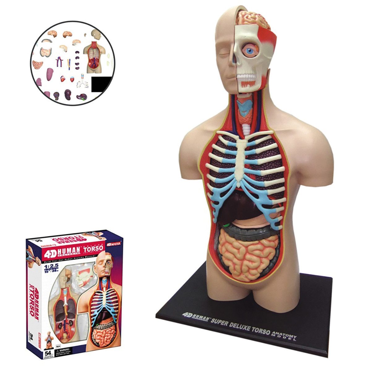 Dekoobjekt Modell Anatomie des Menschen. Torso.