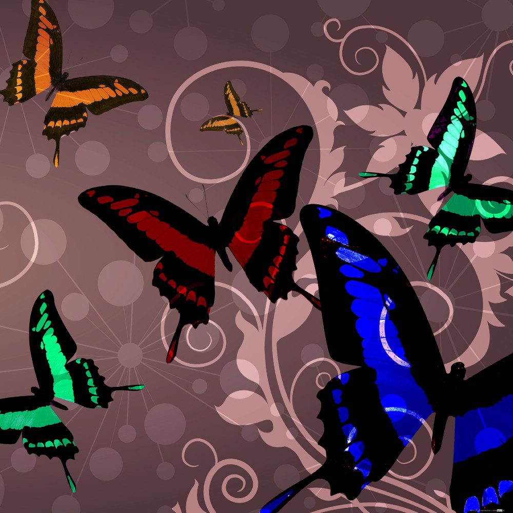 1art1 Poster Schmetterlinge Kunstdruck Bild - Schmetterlinge Und