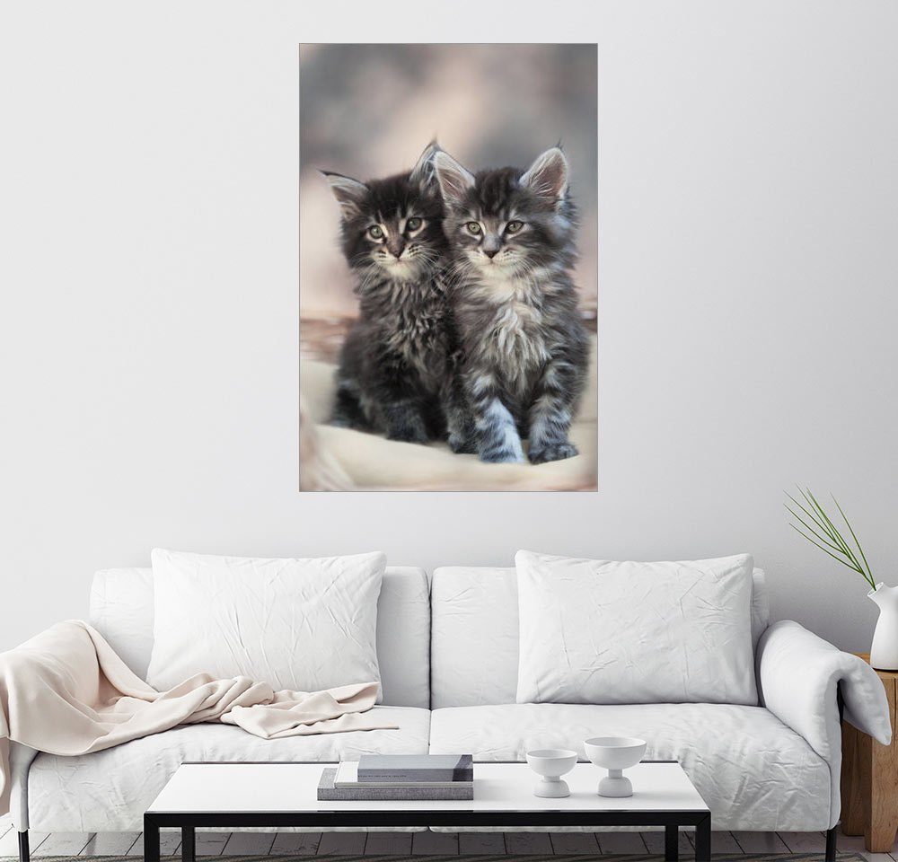 Posterlounge Wandbild Maine Coon Kittens 3 Kaufen Otto