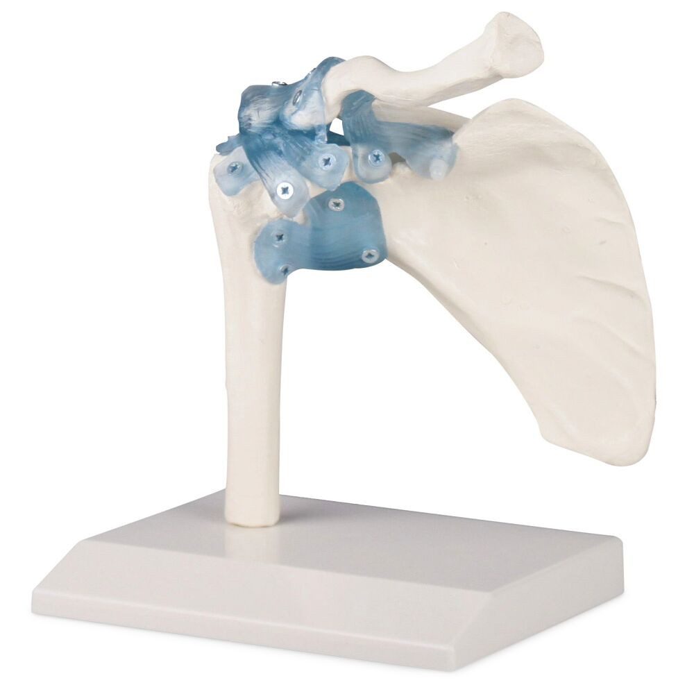 Erler Zimmer Magnettafel Skelettmodell Schultergelenk mit Bändern, Naturabguss des Schultergelenks eines Menschen