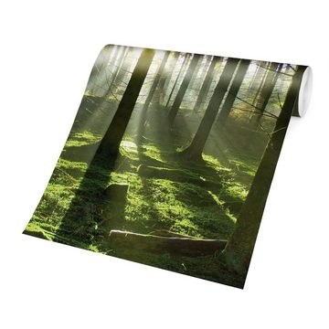 Bilderdepot24 Fototapete Wald Wald Bäume Sonnenuntergang Natur Landschaft Waldtapete, Glatt, Matt, (Vliestapete inkl. Kleister oder selbstklebend), Wohnzimmer Schlafzimmer Küche Flur Motivtapete Vliestapete Wandtapete