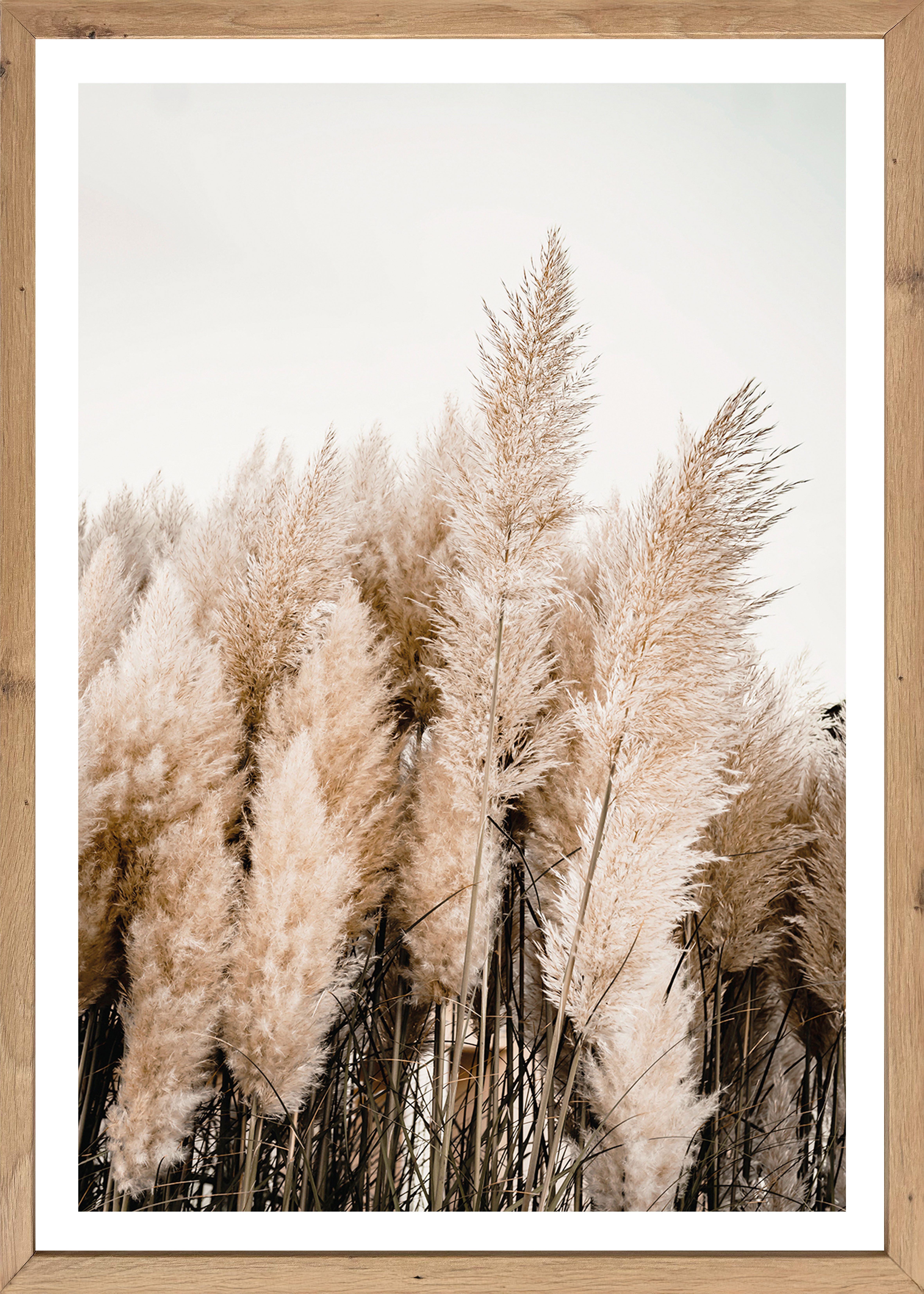 Bönninghoff Bild mit Rahmen Wandbild gerahmt PAMPASGRAS 50x70 cm – Natürliches Gräsermotiv in, Gräser, Natur, Pflanzen, Pflanzenbilder (1 St), mit dekorativem Rahmen
