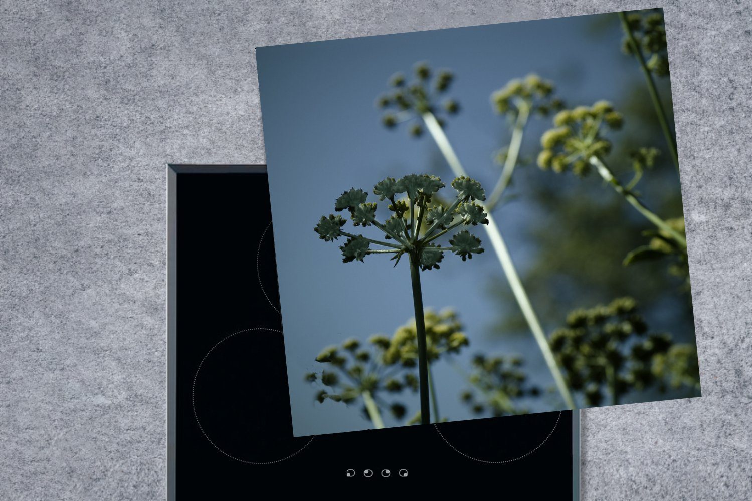 MuchoWow Herdblende-/Abdeckplatte Foto der wachsenden Liebstöckelpflanze der Arbeitsplatte küche Vinyl, Ceranfeldabdeckung, in Natur, 78x78 cm, für tlg), (1