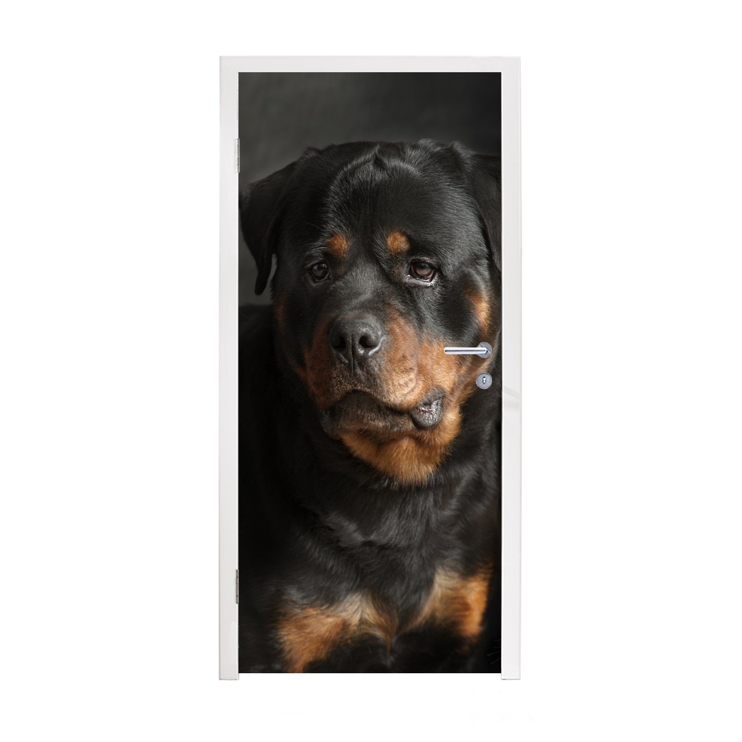 MuchoWow Türtapete Porträt eines Rottweilers im Atelier, Matt, bedruckt, (1 St), Fototapete für Tür, Türaufkleber, 75x205 cm | Türtapeten