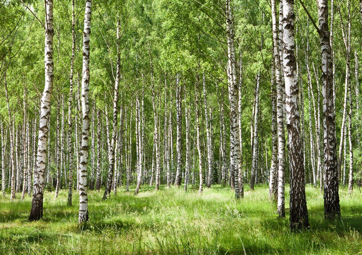 Fototapete Birkenwald