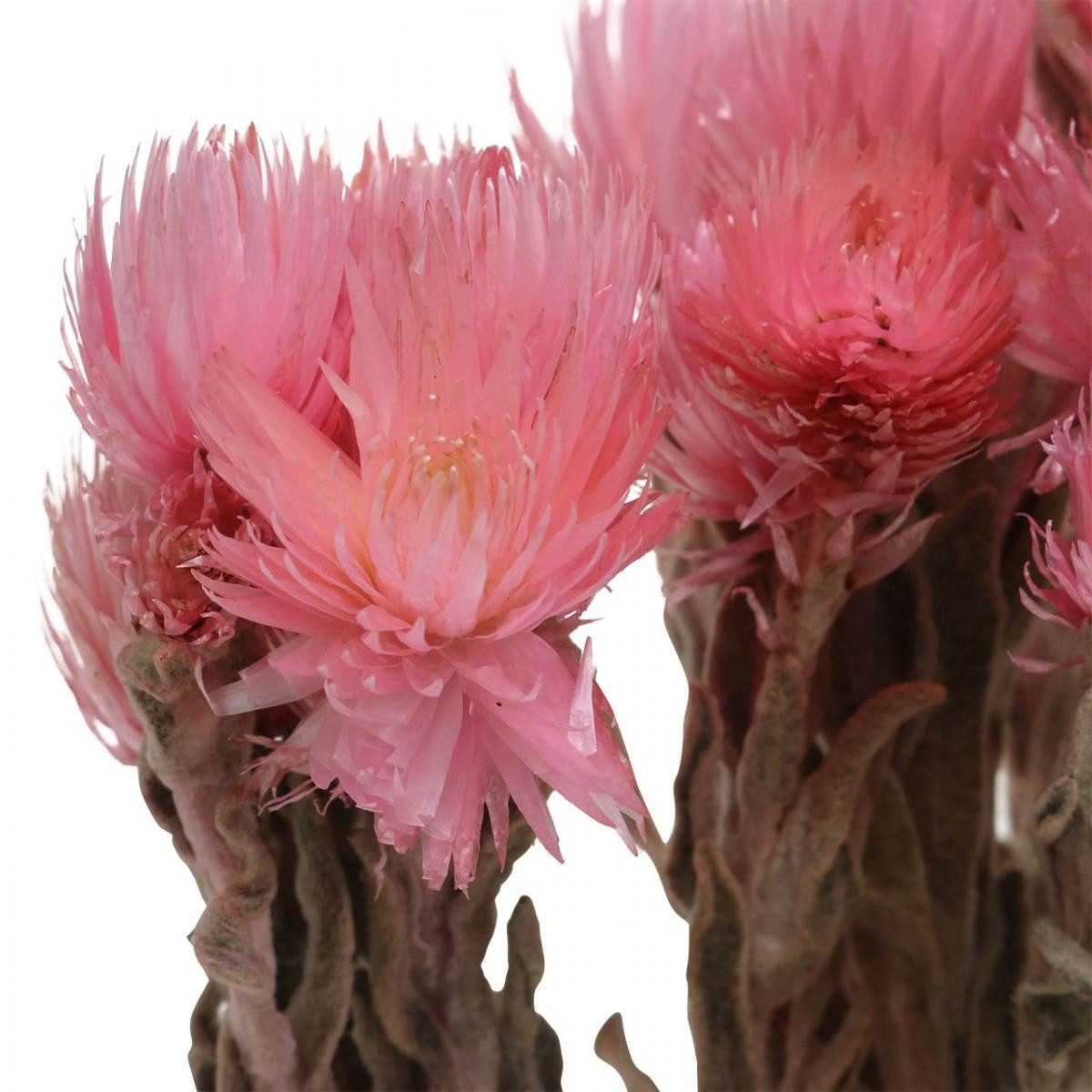 Trockenblume Trockenblumen Rosa Strohblumen Capblumen H30cm günstig online kaufen