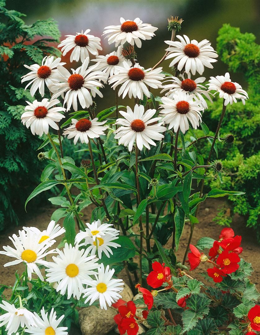 Pflanzen für Dich Staude Echinacea purp. White Swan, 1 St., Scheinsonnenhut, Weißer Sonnenhut