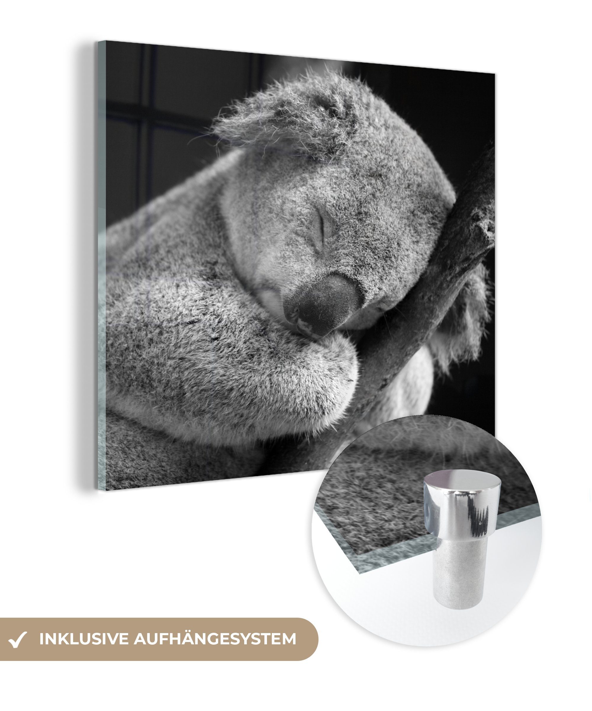 MuchoWow Acrylglasbild Schlafender Koala auf schwarzem Hintergrund, (1 St), Glasbilder - Bilder auf Glas Wandbild - Foto auf Glas - Wanddekoration