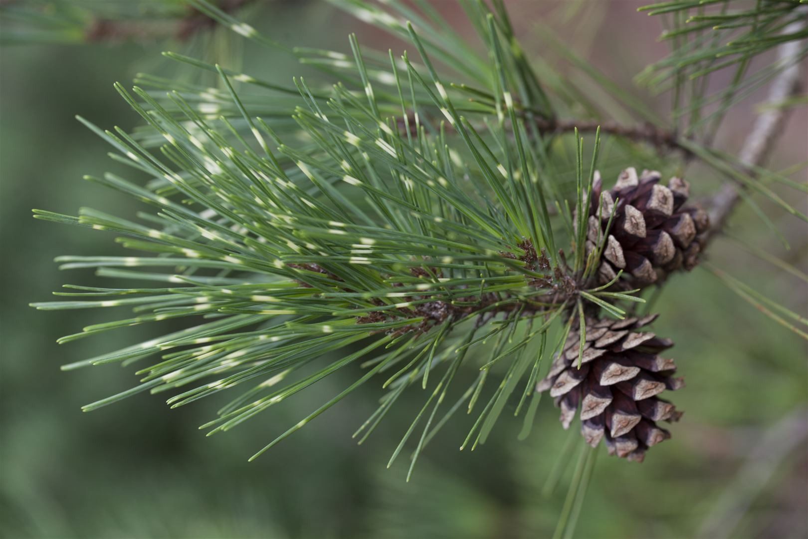 Pflanzen für Dich Konifere Pinus densiflora Oculus-draconis, 1 St., Drachenaugen-Kiefer, Japanische Rotkiefer, gelb-grün gestreift, auffällige Nadeln