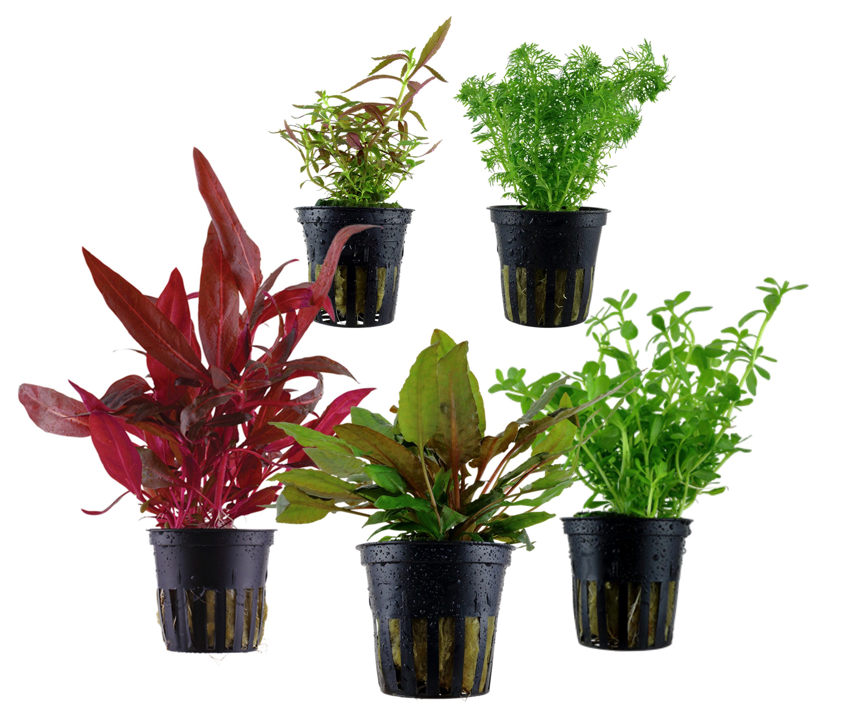 Dehner Wasserpflanze Aquarienpflanzen Set, 5-teilig, Mittelgrund 206, je ca. 3-30 cm, robuste Wasserpflanzen für Süßwasser Aquarien
