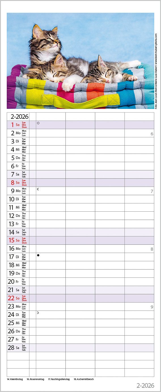 Korsch Verlag Familienkalender Korsch Kalender Auf Samtpfoten durch's Jahr 2026