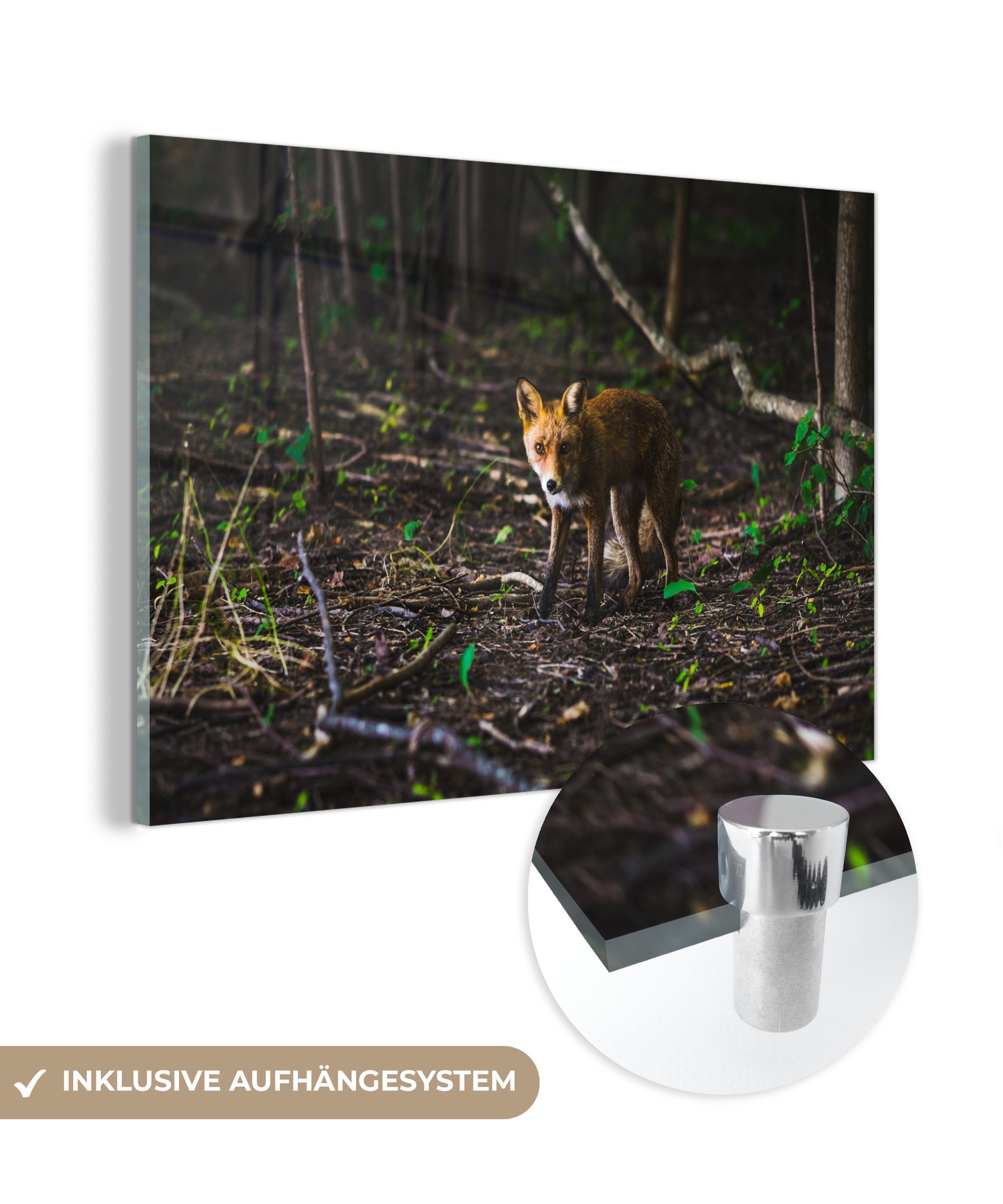 MuchoWow Acrylglasbild Fuchs - Wald - Orange, (1 St), Acrylglasbilder Wohnzimmer & Schlafzimmer