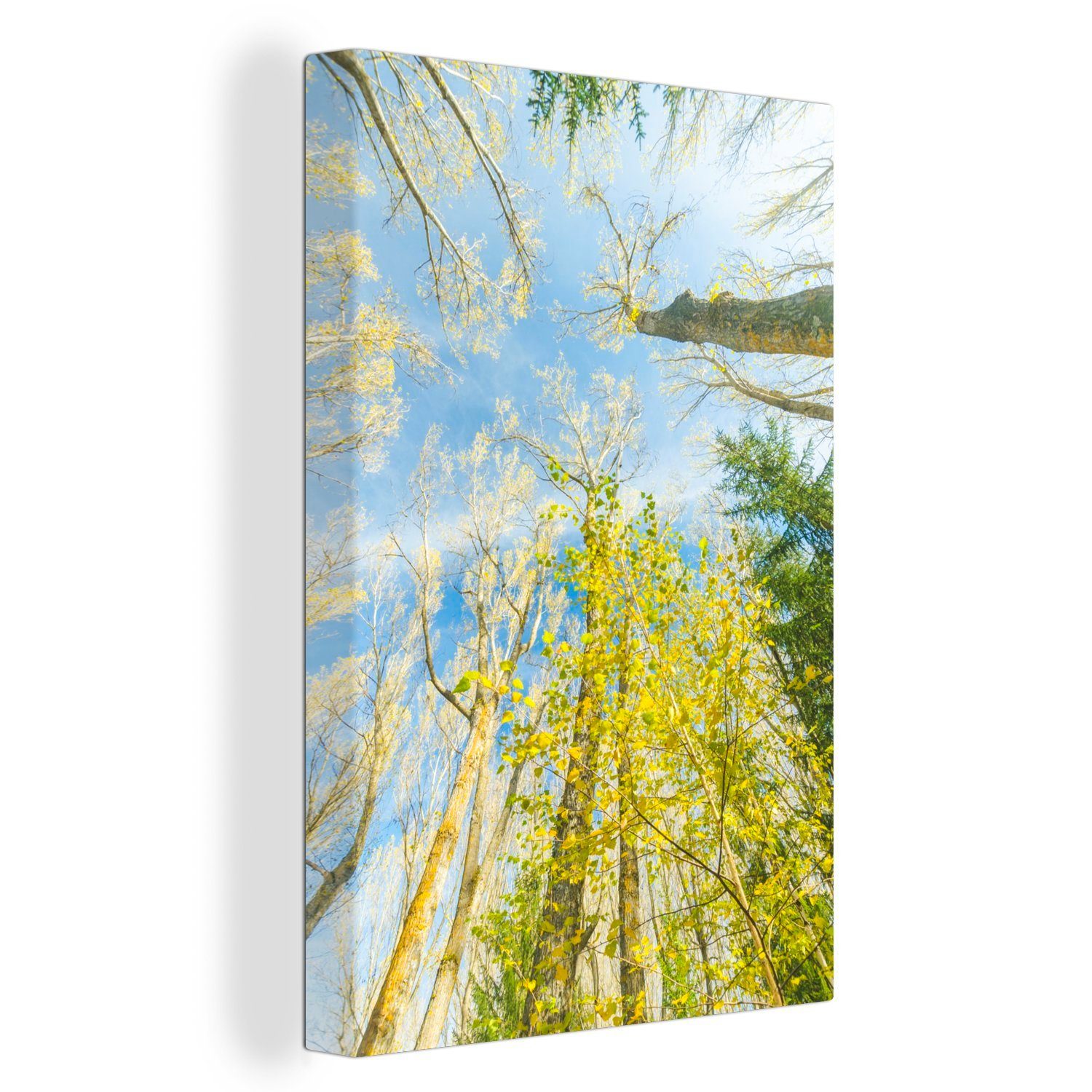 OneMillionCanvasses® Leinwandbild Riesige Bäume im Nationalpark Sierra de Guadarrama in Spanien, (1 St), Leinwandbild fertig bespannt inkl. Zackenaufhänger, Gemälde, 20x30 cm