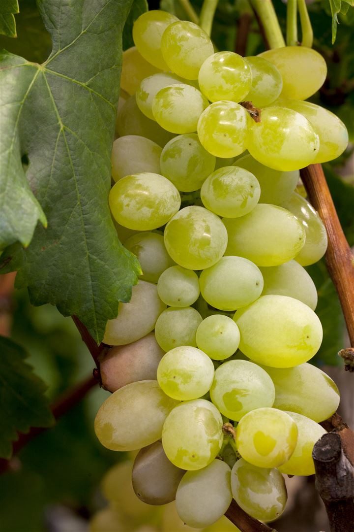 Pflanzen für Dich Obstpflanze Vitis vinifera 'Primus', 1 St., Weinrebe, Tafeltraube, kernlos, frühreifend